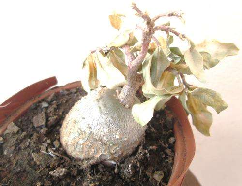 Fockea Edulis