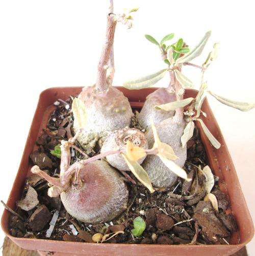 Fockea Edulis