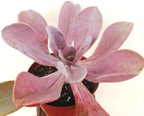 Pachyveria Myrtilla