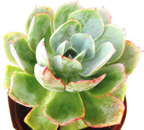 echeveria powder blue