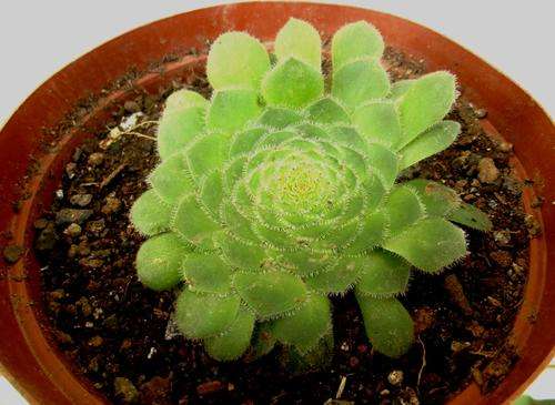 aeonium tabulare