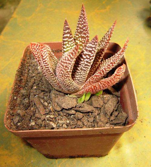 Haworthia