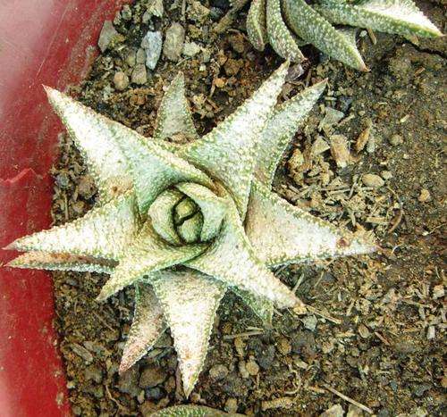 Haworthia Ruby Glow