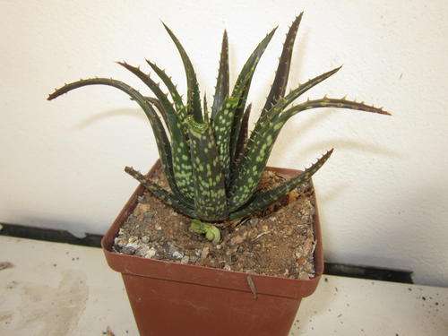 Aloe minature