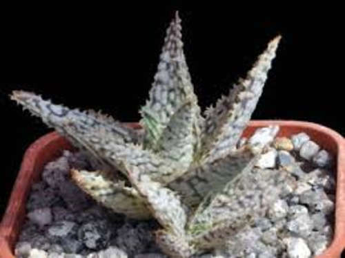 Aloe Diego