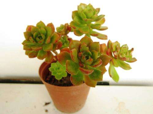 Sedeveria Letitia (echeveria x sedum)