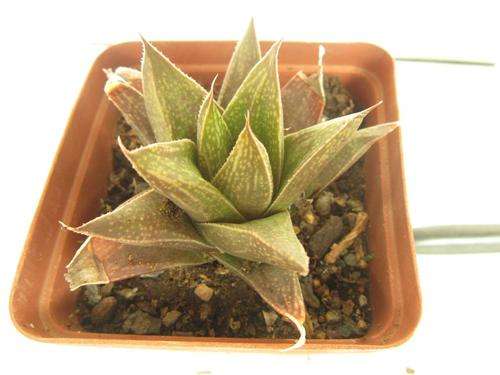 Haworthia