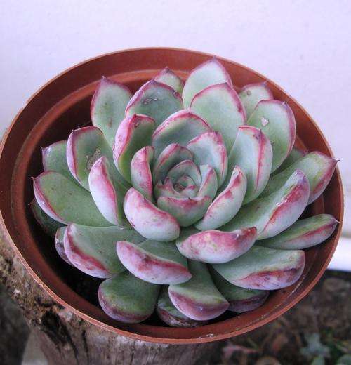 echeveria pulidonis