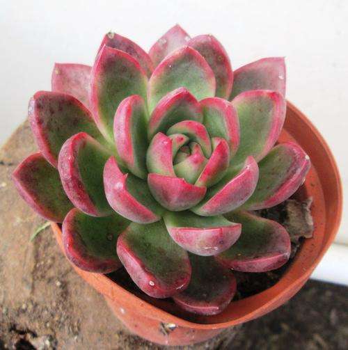Echeveria red gilva