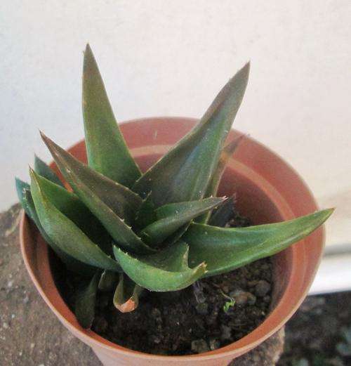 haworthia
