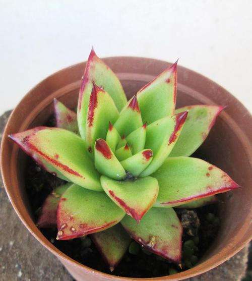 echeveria agavoides red tip