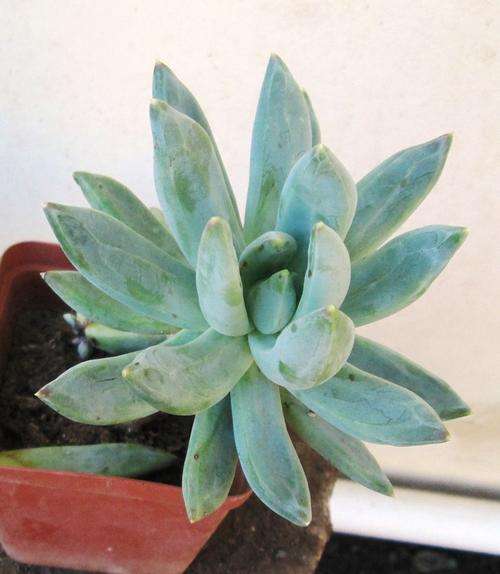 succulent
