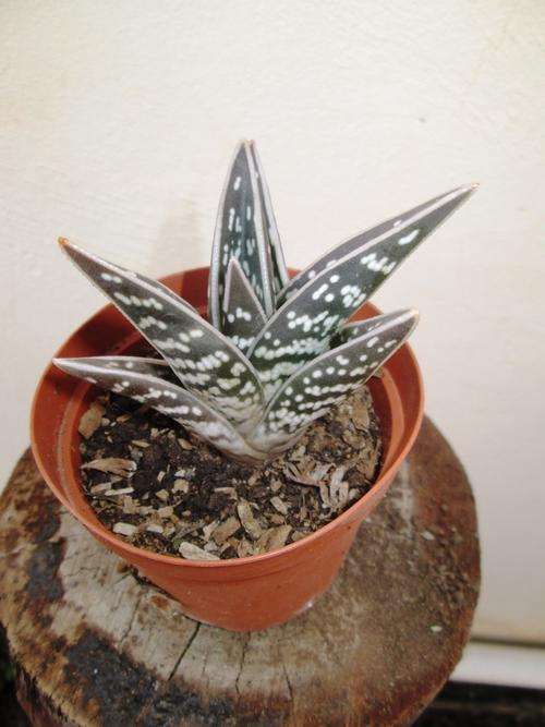 aloe, kannie dood.