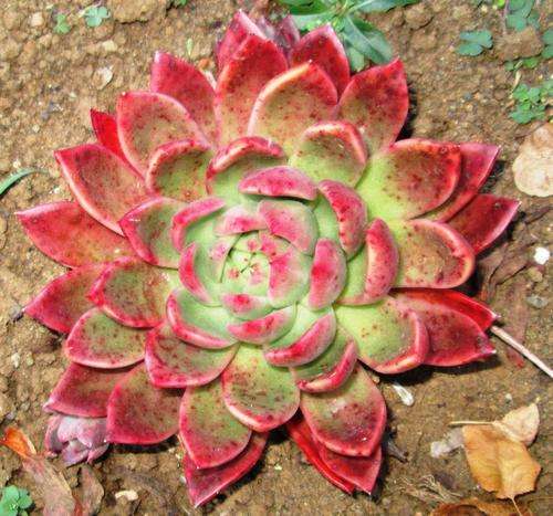 echeveria red gilva winter colour