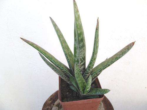 gasteria witn baby