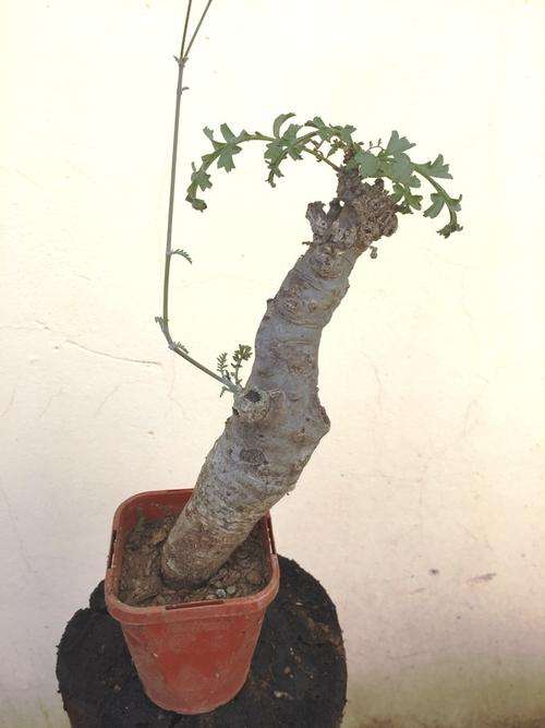 pelargonium
