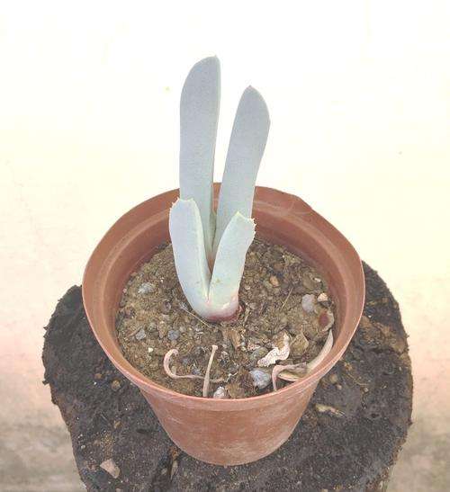 Mesembranthus spp