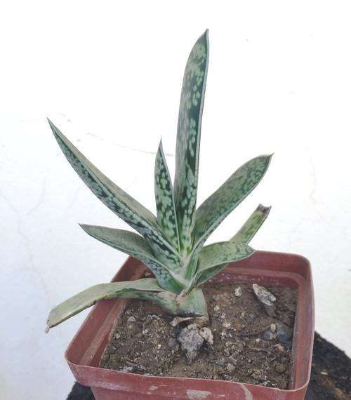 Gasteria