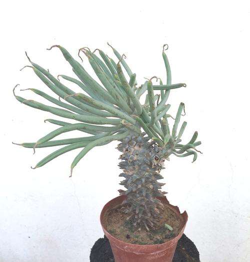 Tylecodon Wallischi