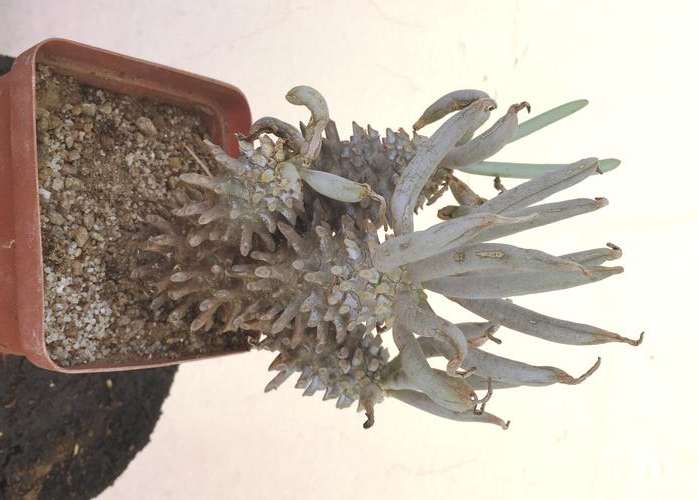 Tylecodon Wallischi