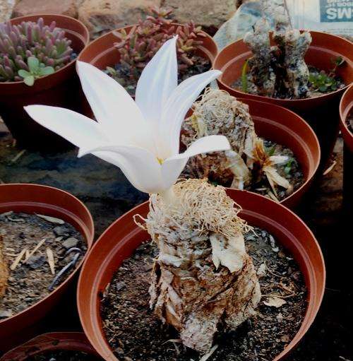 Gethyllis (koekemakranka)