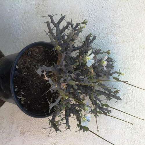 Sarcocaulon. Bushman candle