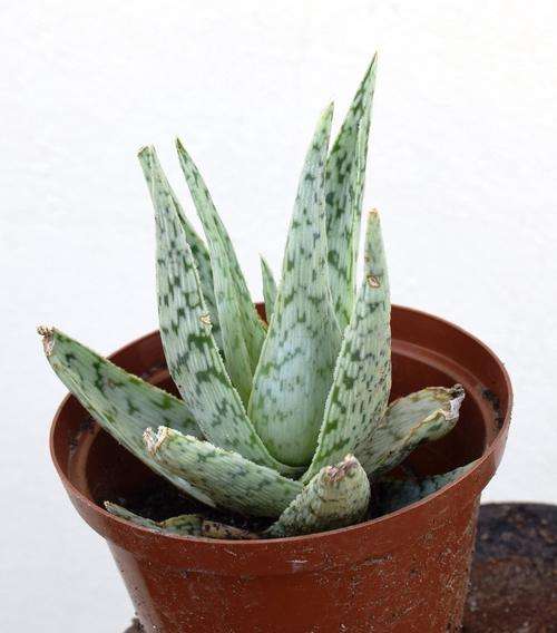 aloe quick silver (minature)