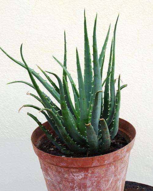 Aloe Hedge hog