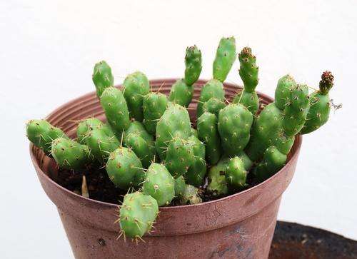 cactus minature