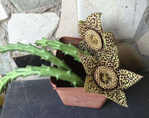 Orbea variegata