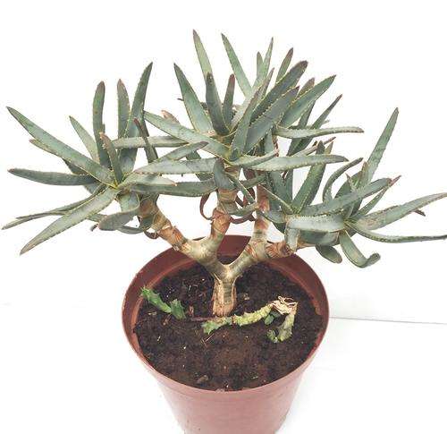 aloe ramosissima