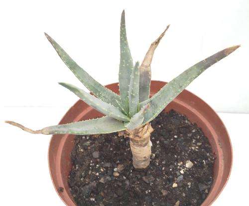 Aloe dichotoma