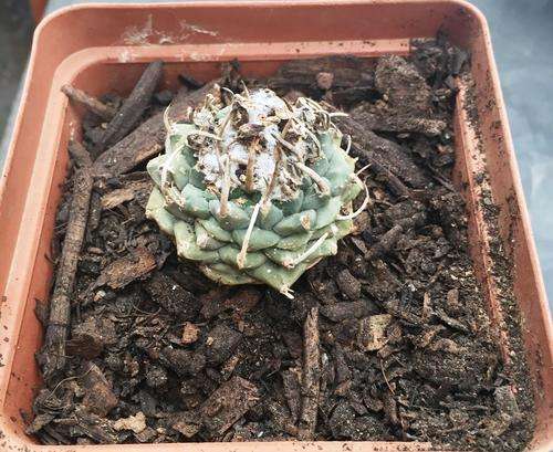 Turbinicarpus cactus