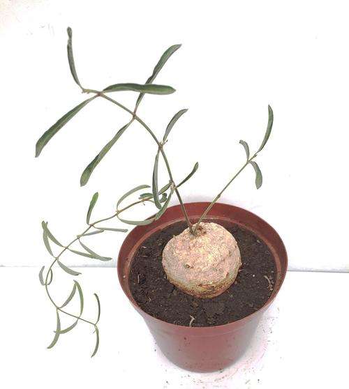 Raphionacme galpinii