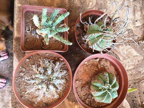 Euphorbia mix