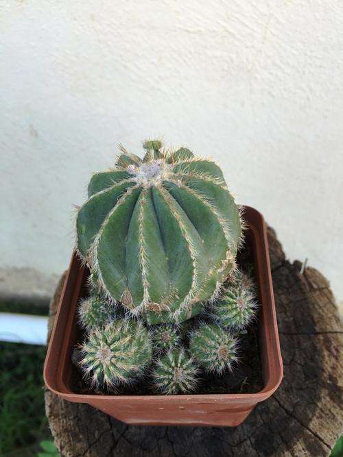 Cacus