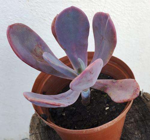 Echeveria violences