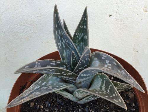 aloe variegata