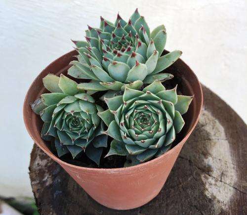 sempervivum calcareum