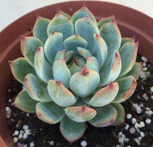 echeveria