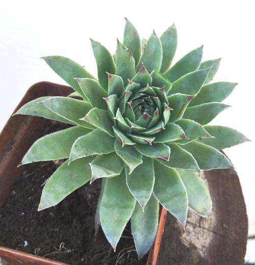 sempervivum big