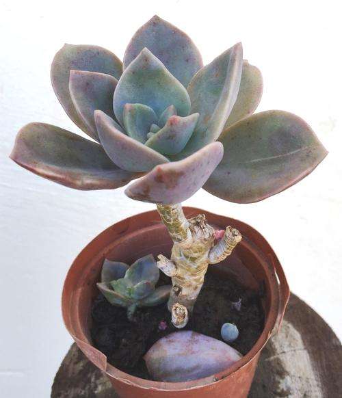 echeveria alfred baynes