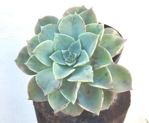echeveria Cubanita