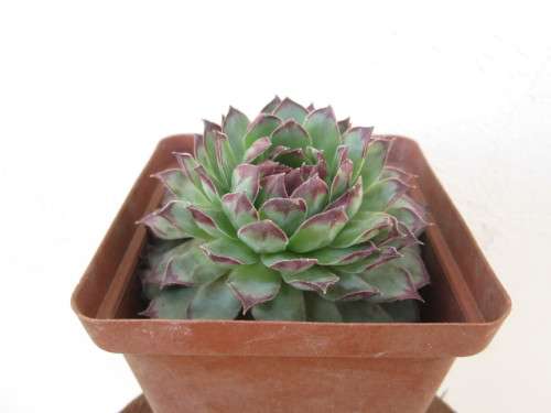 sempervivum calcareum