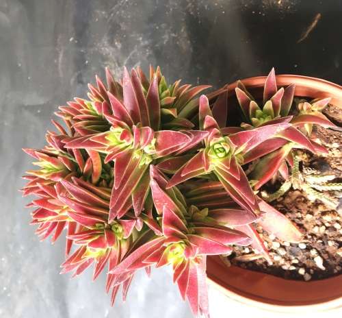 succulent
