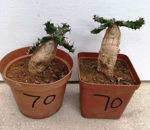 euphorbia  stellata