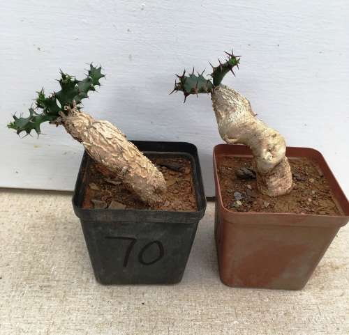 euphorbia  stellata