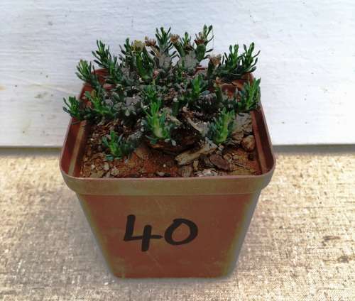 Euphorbia gorgonis