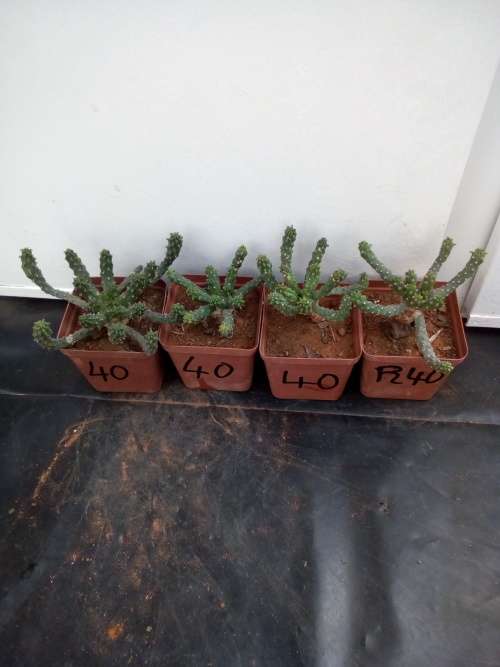 Euphorbia inermis