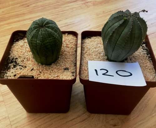 Euphorbia obesa
